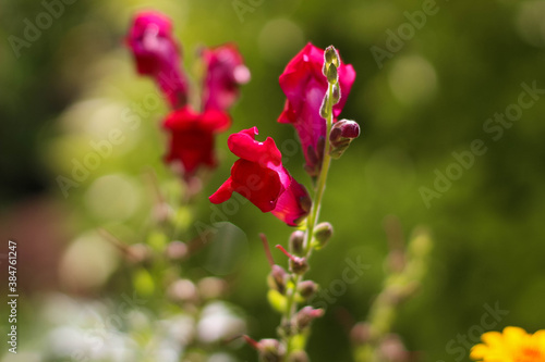 Large beautiful bright pink flowers antirrhinum majus bloom in the garden against the background of juicy green grass.