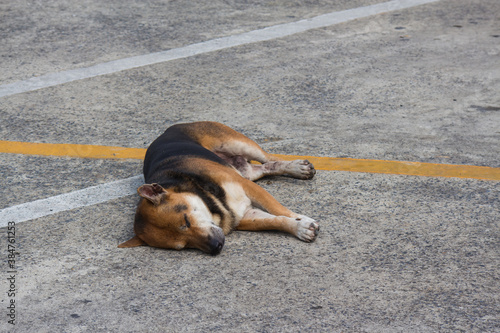 Brown dog sleep on the street at the car park