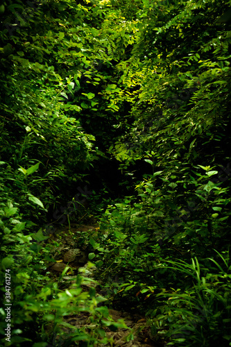 green forest background © gattimi