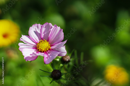 Beautiful pink cosmos flower in garden. The picture has blurred background.