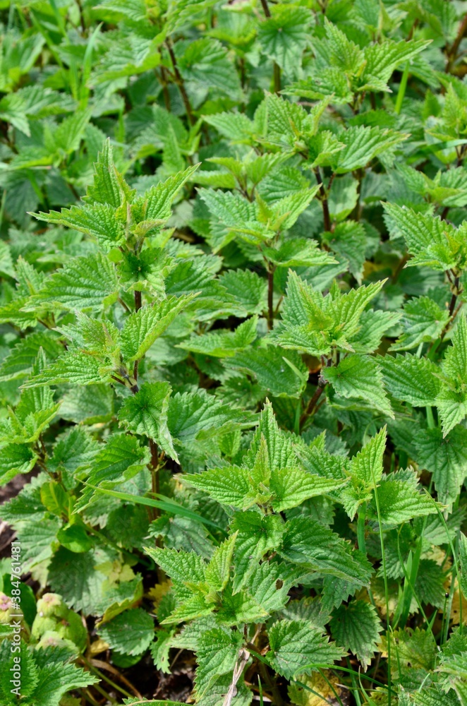 Evergreen stinging nettles background, closeup of leaves Evergreen stinging nettles background, closeup of leaves