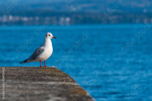 looking seagull