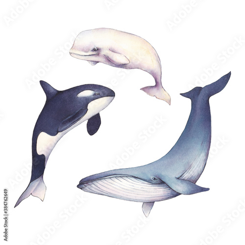 Watercolor illustration. Arctic water world. Beluga, killer whale and blue whale on white background 