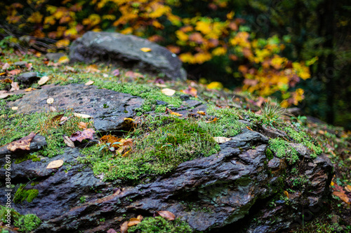 Wet stone covered in moss