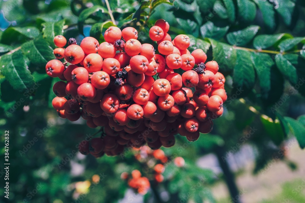 red rowan among green leaves on a tree in warm sunshine red rowan among green leaves on a tree in warm sunshine