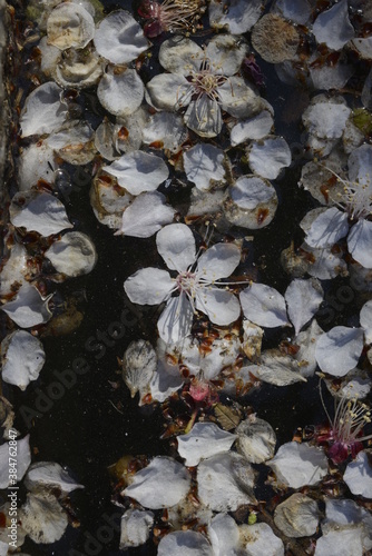 Cherry blossoms above the pond 연못 위 벚꽃