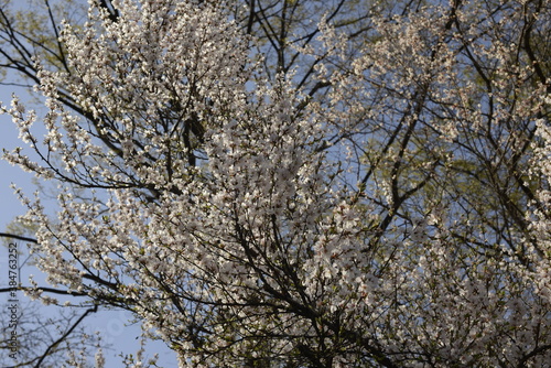 Cherry trees in Independence Gate Park, Seoul 독립문공원 벚나무, 서울