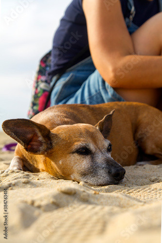 Mujer o chica con su perro o mascota tranquilo y atento en la arena de la playa