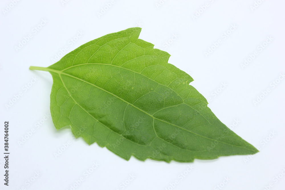 Obraz premium Green leaf. Isolated on a white.