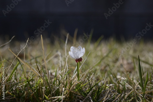Seoul spring flowers 서울 봄꽃