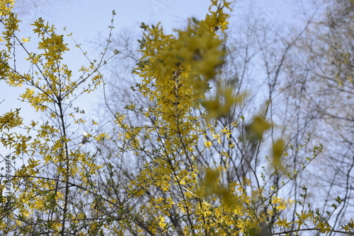 Seoul spring flowers 서울 봄꽃