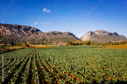 tobacco field