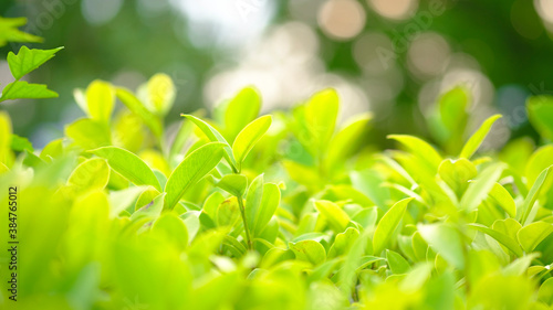 Green leaf in sunny blurred background © LAONG