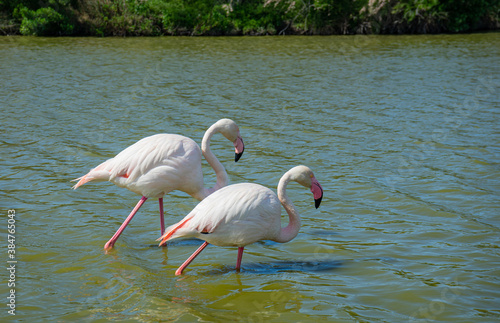 fenicotteri rosa camminano nella laguna in Provenza - Ornithological Park of Pont de Gau
