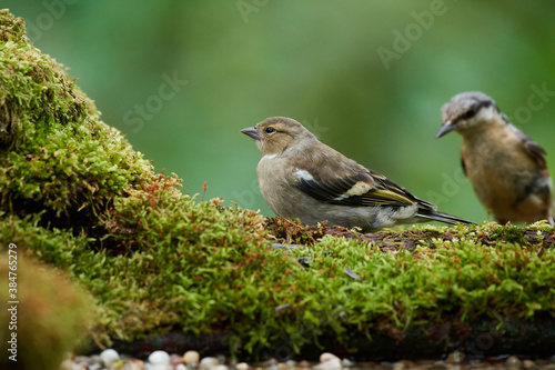 Common chaffinch ,,Fringilla coelebs,, in natural environment, danube forest, Slovakia, Europe