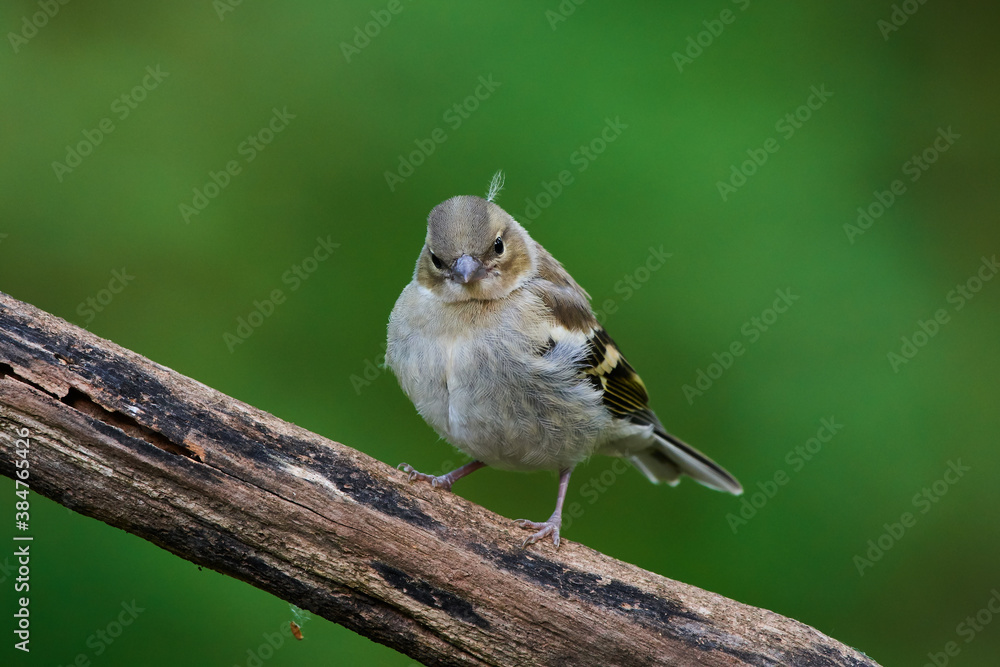 Naklejka premium Common chaffinch ,,Fringilla coelebs,, in natural environment, danube forest, Slovakia, Europe