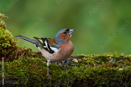 Common chaffinch ,,Fringilla coelebs,, in natural environment, danube forest, Slovakia, Europe