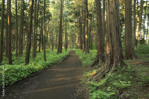 檜の並木と小道 © Paylessimages