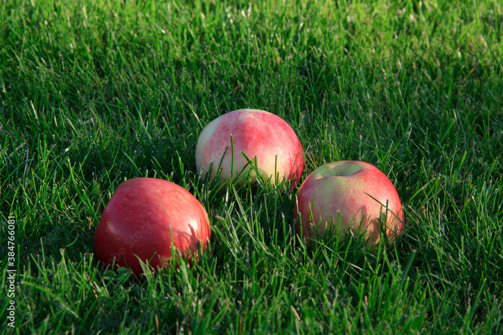 Harvesting. Ripe apples on a green grass.