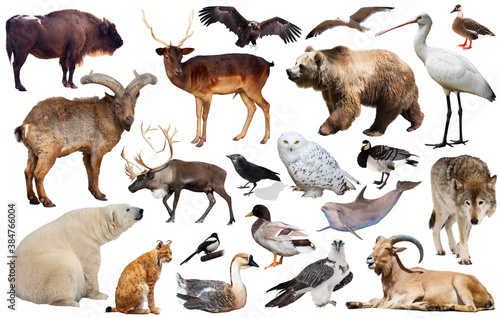 collection of different birds and mammals from Europe isolated on white background. © JackF
