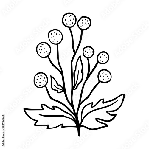 Craspedia outline hand drawn logo element. Herbs doodle botanical icon eryngo for logo.