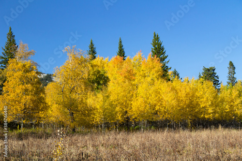 autumn landscape with yellow leaves