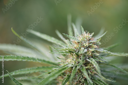 Macro detail of CBD plant flower in outdoor cultivation  natural background with copy space.