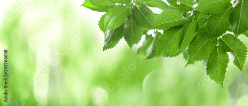 Fresh green leaves in summer or spring season. Frame made from green tree leaves. Natural backgrounds. Panoramic nature border. Long web banner