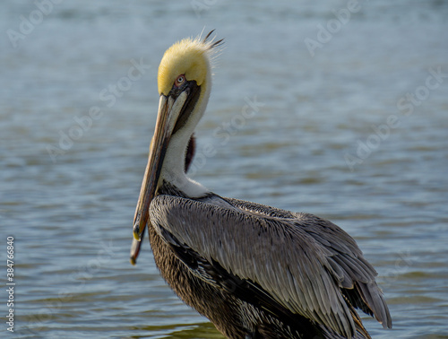 Pelican in Rio Lagartos Natural park