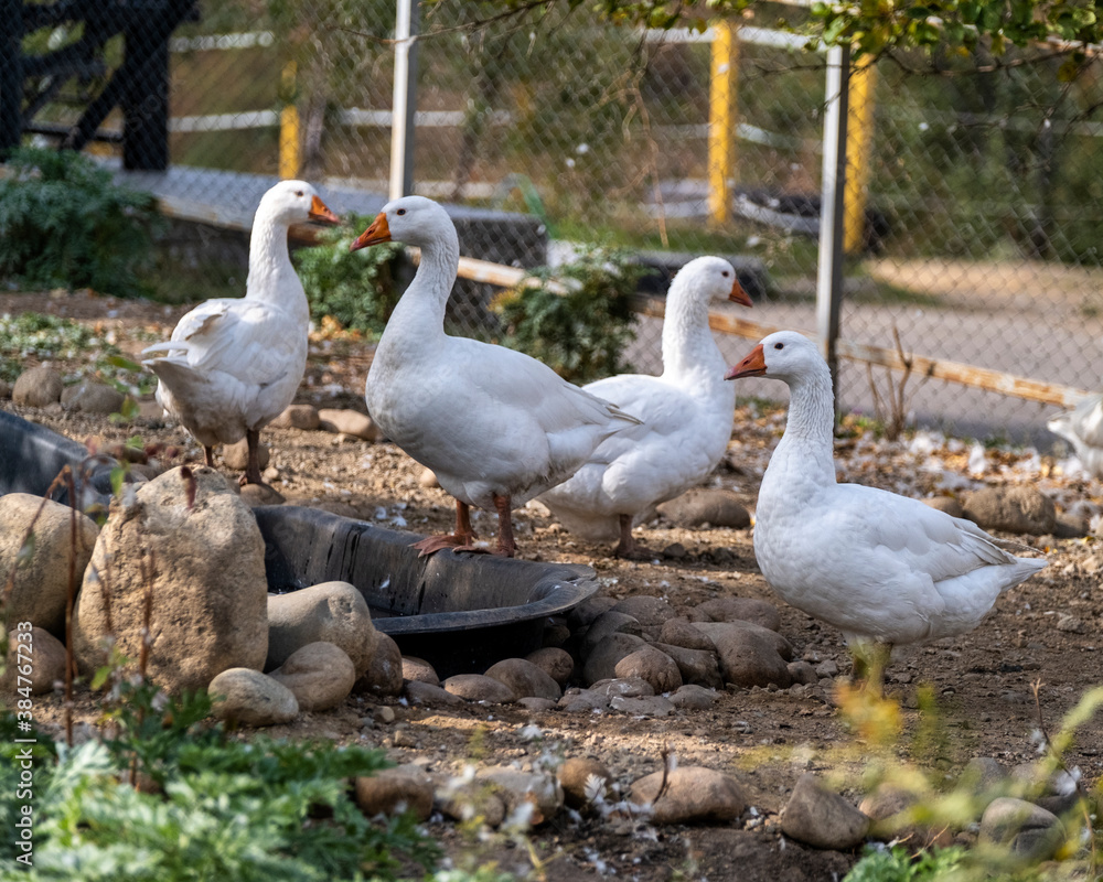 group of geese in the farm group of geese in the farm