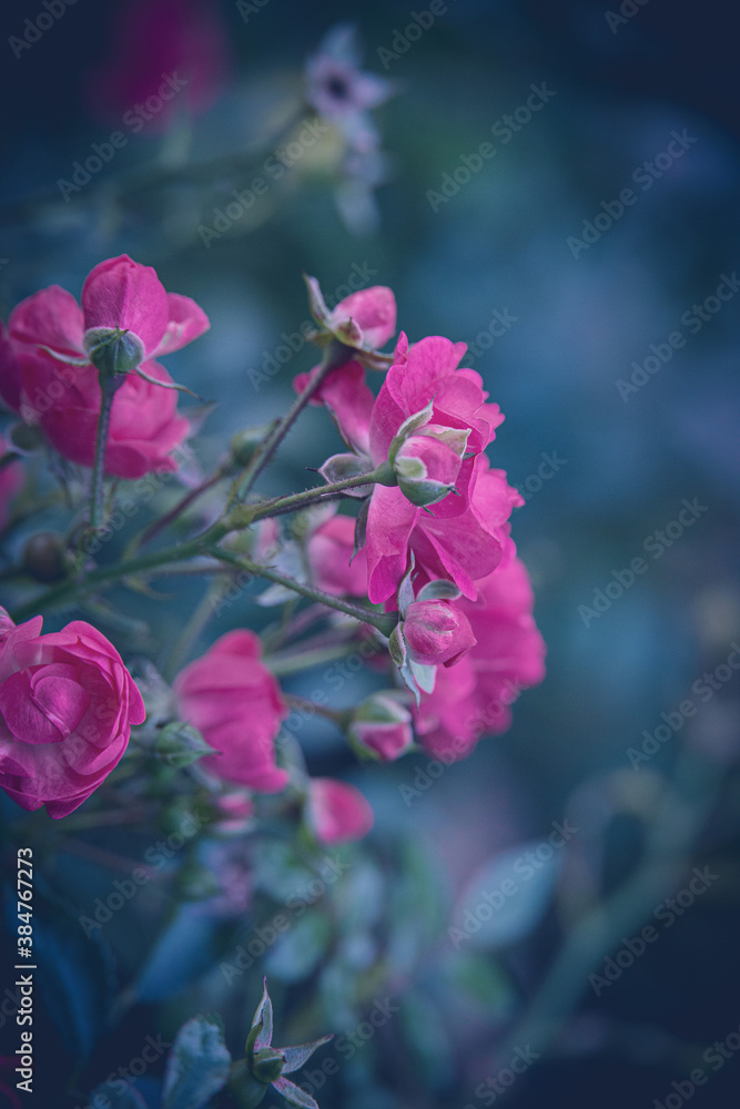  rose in the garden against the background of green leaves