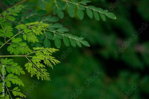 fresh moringa tree leaves background