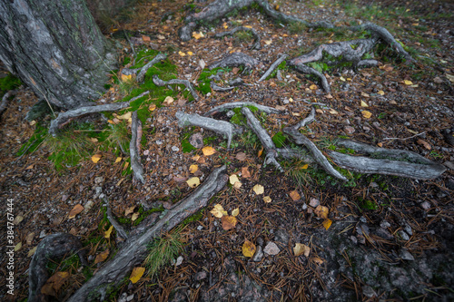 the roots of trees in the autumn forest