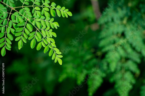 Fresh moringa tree leaves background photo