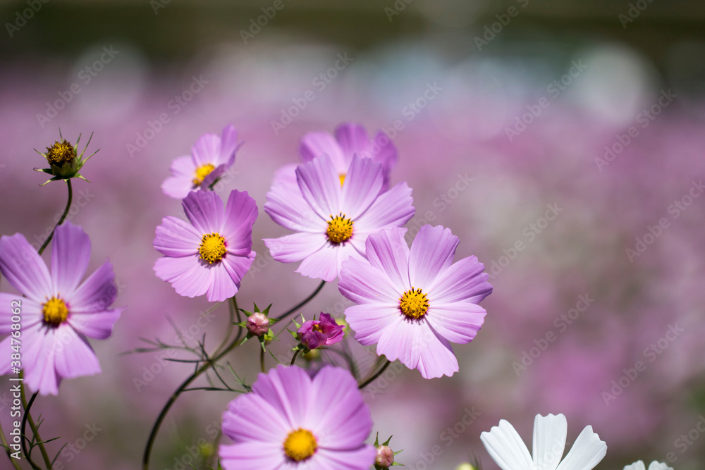 Fototapeta premium Beautiful cosmos flowers in the garden 