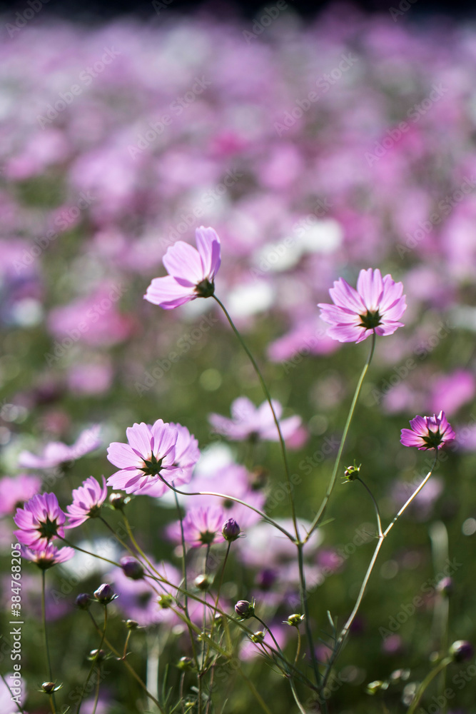 Beautiful cosmos flowers in the garden
Beautiful cosmos flowers in the garden