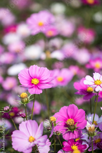 Beautiful cosmos flowers in the garden  © 기원 이