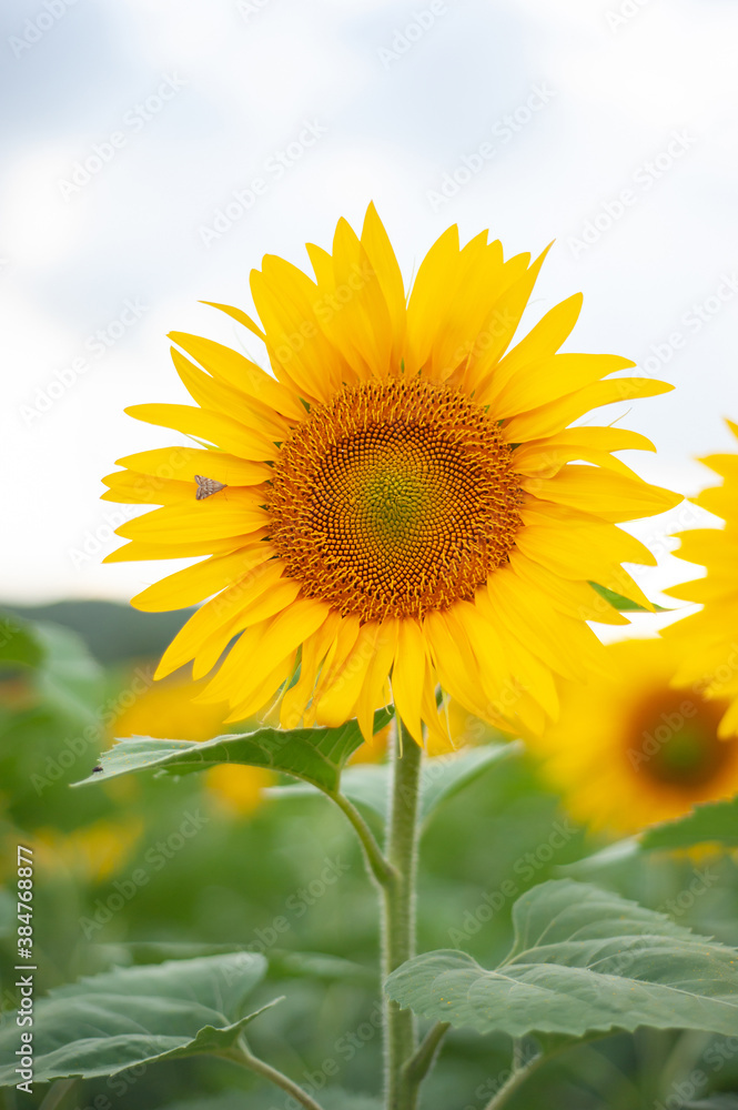 Sunflower natural background. Sunflower blooming. Close-up of sunflower. Sunflower natural background. Sunflower blooming. Close-up of sunflower.