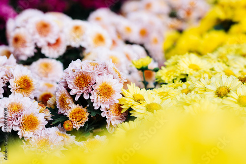 Yellow and pink chrysanthemum flower (Dendranthemum grandifflora) closeup photo