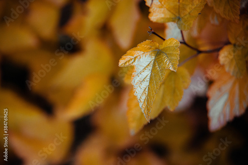 shrub with yellow leaves in closeup on a warm autumn day in the garden