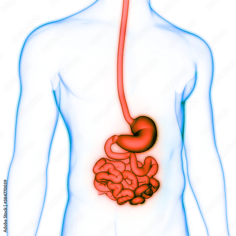 real digestive system without labels