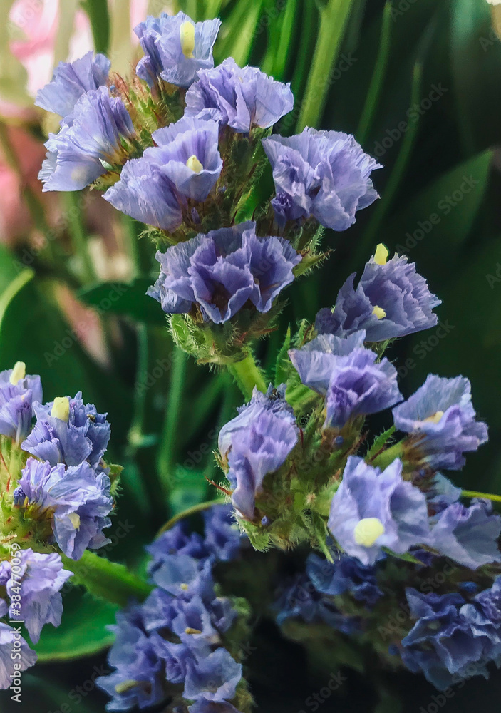 purple flowers