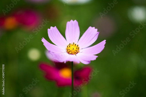 Beautiful cosmos flowers in the garden 