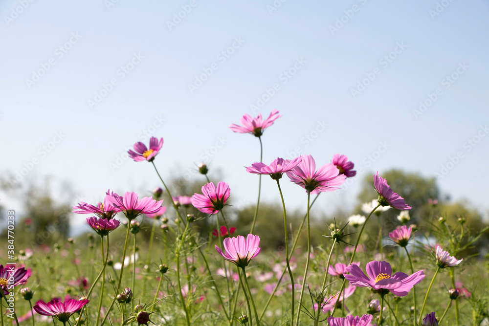 Beautiful cosmos flowers in the garden
