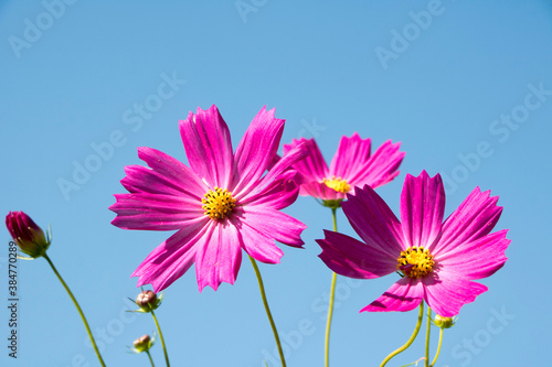 Beautiful cosmos flowers in the garden 