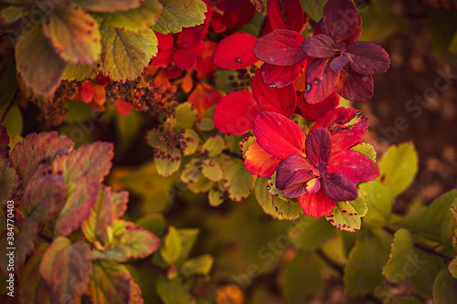  shrub with red leaves in closeup on a warm autumn day in the garden