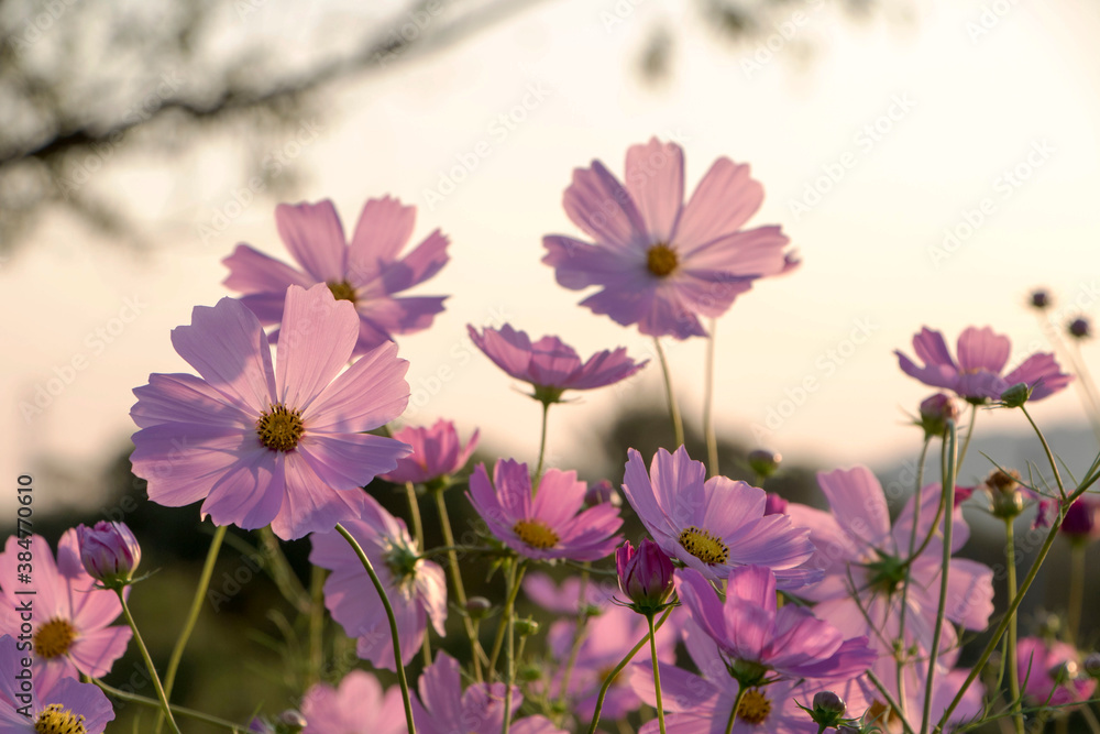 Beautiful cosmos flowers in the garden
