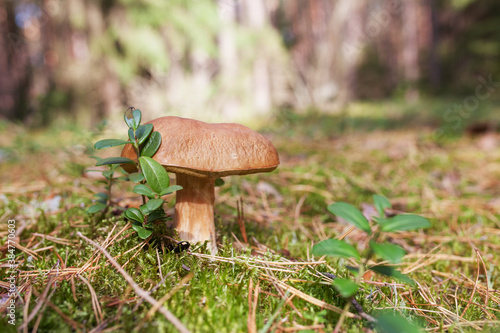 Cute mushroom is growing in the grass in the forest. Beautiful small brown cap of a cep is in the focus. It is vegetarian diet food.