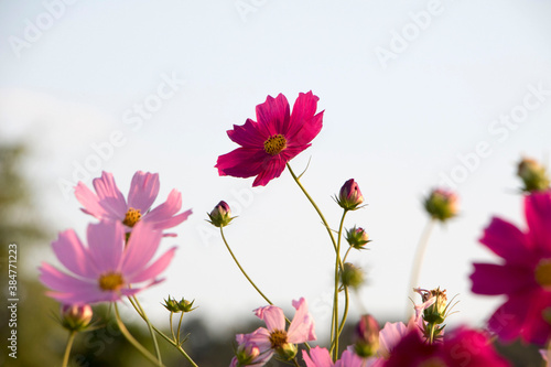 Beautiful cosmos flowers in the garden 