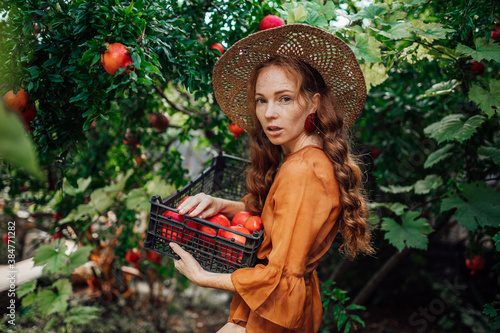 Red pomegranate garden with a happy redhead girl in a hat in an orange dress. Woman near pomegranate tree with big red fruits in .fruit box